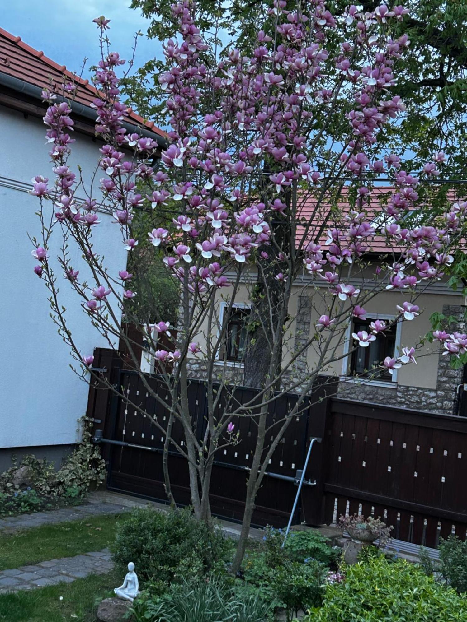 Magnolia Garden Apartment Miskolc Bagian luar foto