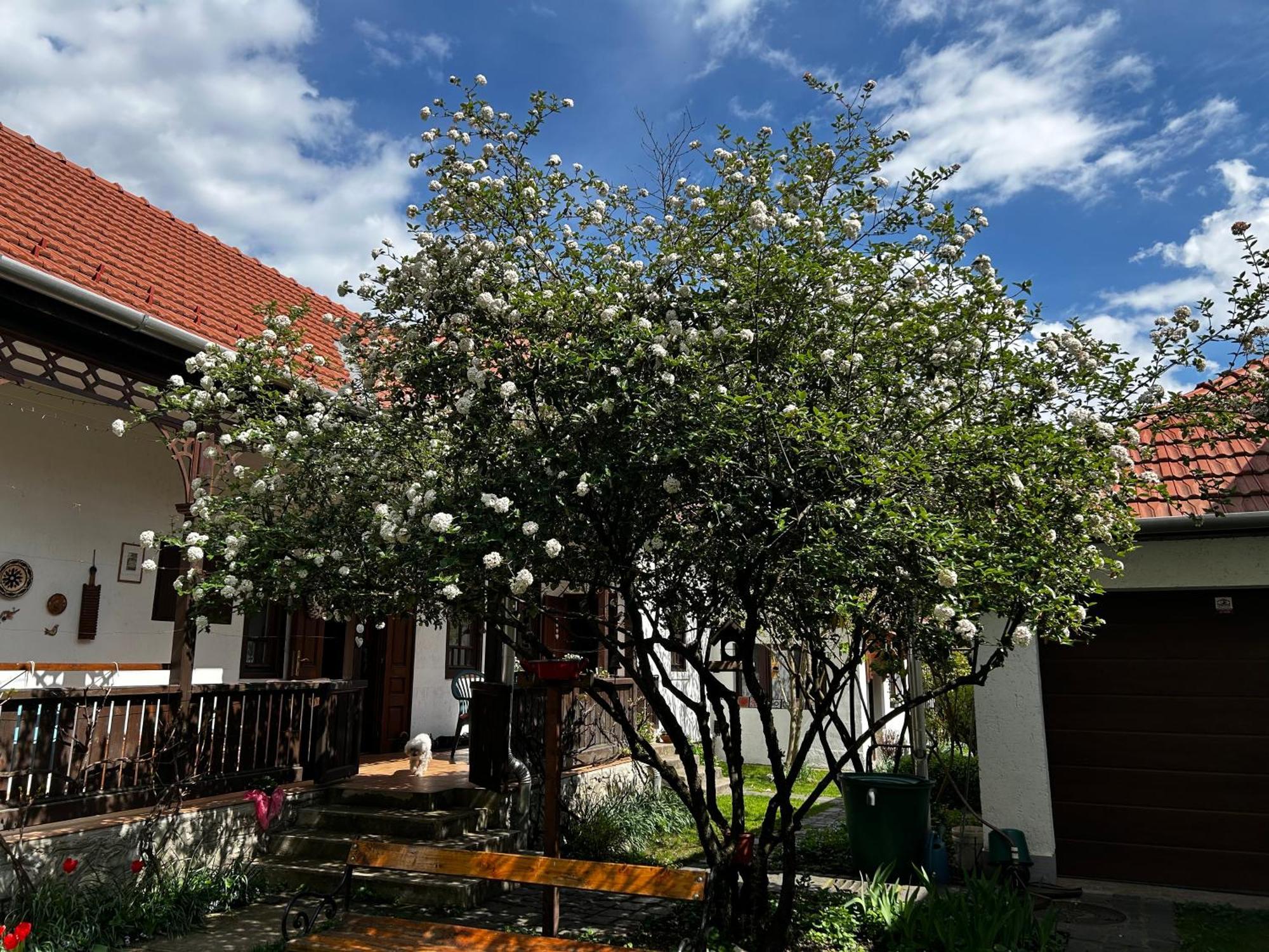 Magnolia Garden Apartment Miskolc Bagian luar foto